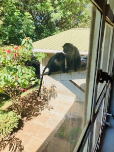 Monkeying around outside our window